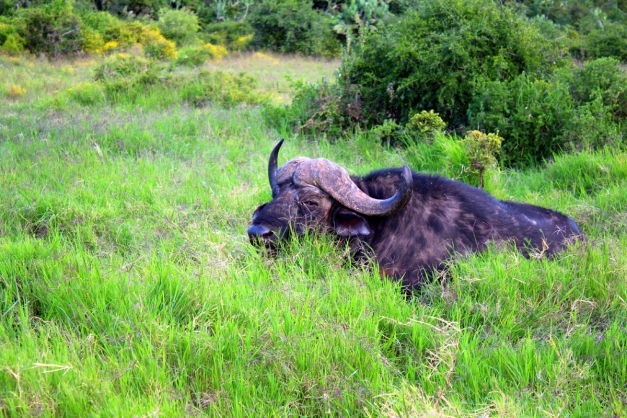 buffalo in the gras